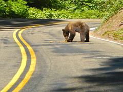 Bear Road Kill by PunkToad, on Flickr
