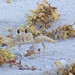 Ghost Crab<br /><span style="font-size:0.8em;">7-14-2012</span>
