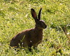 The Rabbit (Hare)....