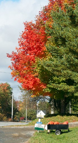 Fall colour