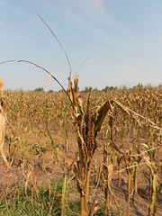 Drought corn