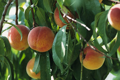 Anglų lietuvių žodynas. Žodis peach orchard reiškia persikų sodas lietuviškai.