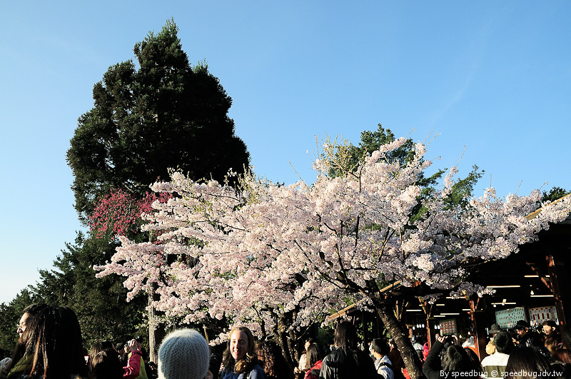 阿里山櫻花季24