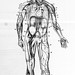 Grade 5 Science - Human Body