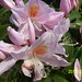 毛棉杜鹃 Rhododendron moulmainense