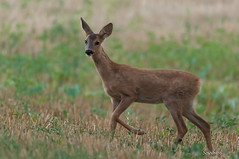 Faon (chevreuil) - Fawn (roe deer)