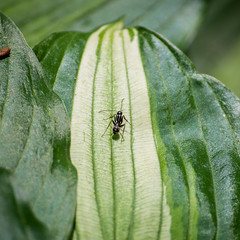 Ant on Hosta Leaf