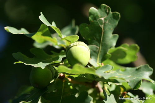 Green Acorn on the Oak Tree