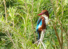 White Throated Kingfisher • <a style="font-size:0.8em;" href="http://www.flickr.com/photos/71979580@N08/6719364223/" target="_blank">View on Flickr</a>
