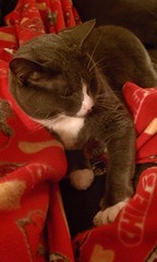 19.366.12 Couch Buddy
