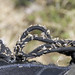 My Laces • <a style="font-size:0.8em;" href="http://www.flickr.com/photos/72440139@N06/6828002079/" target="_blank">View on Flickr</a>