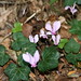 Cyclamen hederifolium L. , Primulaceae • <a style="font-size:0.8em;" href="http://www.flickr.com/photos/62152544@N00/6597489699/" target="_blank">View on Flickr</a>