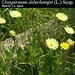 Urospermum dalechampii (L.) Scop., Asteraceae • <a style="font-size:0.8em;" href="http://www.flickr.com/photos/62152544@N00/6596737633/" target="_blank">View on Flickr</a>
