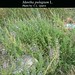 Mentha pulegium L., Lamiaceae • <a style="font-size:0.8em;" href="http://www.flickr.com/photos/62152544@N00/6596755911/" target="_blank">View on Flickr</a>