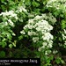 Crataegus monogyna Jacq., Rosaceae • <a style="font-size:0.8em;" href="http://www.flickr.com/photos/62152544@N00/6596768531/" target="_blank">View on Flickr</a>