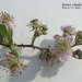 Rubus ulmifolius Schott , Rosaceae • <a style="font-size:0.8em;" href="http://www.flickr.com/photos/62152544@N00/6596771545/" target="_blank">View on Flickr</a>
