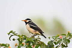 Asian Pied Starling • <a style="font-size:0.8em;" href="http://www.flickr.com/photos/71979580@N08/6719413987/" target="_blank">View on Flickr</a>