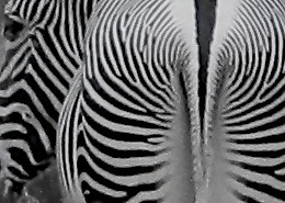 Zebra's Ass01