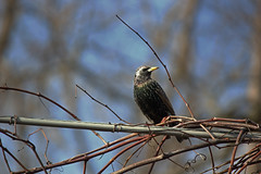 Grackle 179/365