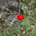 Poppy • <a style="font-size:0.8em;" href="http://www.flickr.com/photos/72440139@N06/6827484547/" target="_blank">View on Flickr</a>
