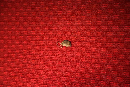 Dead field mouse in Victoria's Secret