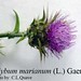 Silybum marianum (L.) Gaertn., Asteraceae • <a style="font-size:0.8em;" href="http://www.flickr.com/photos/62152544@N00/6596737413/" target="_blank">View on Flickr</a>