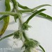 Echium italicum L., Boraginaceae • <a style="font-size:0.8em;" href="http://www.flickr.com/photos/62152544@N00/6596739561/" target="_blank">View on Flickr</a>