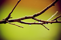 Raining Day #12/366
