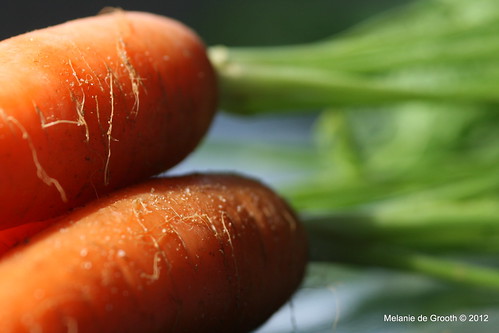 Carrots with Stalk