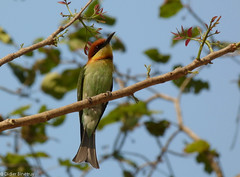 Chestnut-headed Bee-eater • <a style="font-size:0.8em;" href="http://www.flickr.com/photos/71979580@N08/6719264593/" target="_blank">View on Flickr</a>