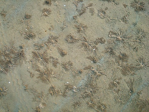 Crab Holes