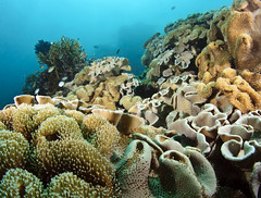 coutta reef soft coral