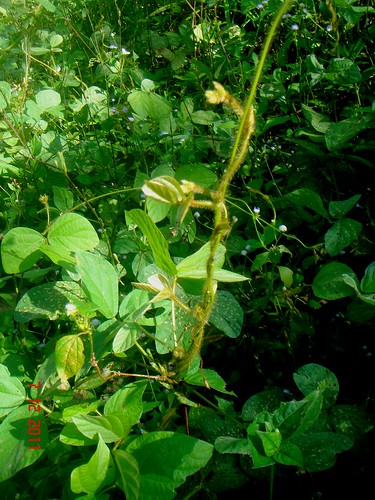 Pueraria Herb