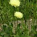 Urospermum dalechampii (L.) Scop., Asteraceae • <a style="font-size:0.8em;" href="http://www.flickr.com/photos/62152544@N00/6596737553/" target="_blank">View on Flickr</a>