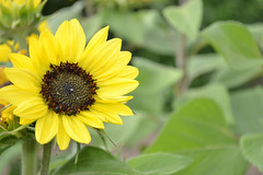 Anglų lietuvių žodynas. Žodis sunflower reiškia n saulėgrąža lietuviškai.