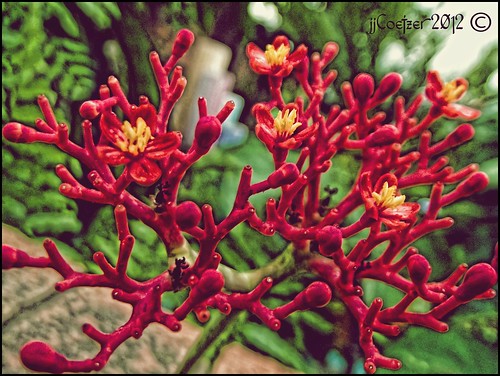 Red Coral Flower