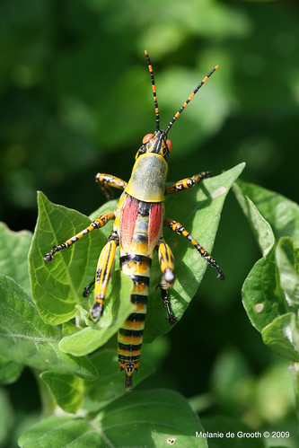 South African Grasshopper 2