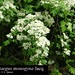 Crataegus monogyna Jacq., Rosaceae • <a style="font-size:0.8em;" href="http://www.flickr.com/photos/62152544@N00/6596768709/" target="_blank">View on Flickr</a>