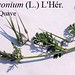 Erodium ciconium (L.) L'Hér. ex Aiton, Geraniaceae • <a style="font-size:0.8em;" href="http://www.flickr.com/photos/62152544@N00/6596753789/" target="_blank">View on Flickr</a>