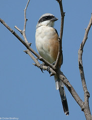 Long Tailed Shrike • <a style="font-size:0.8em;" href="http://www.flickr.com/photos/71979580@N08/6719355345/" target="_blank">View on Flickr</a>