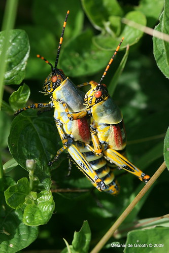 South African Grasshoppers Mating