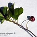Lonicera alpigena L., Caprifoliaceae • <a style="font-size:0.8em;" href="http://www.flickr.com/photos/62152544@N00/6596741275/" target="_blank">View on Flickr</a>