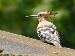 Common Hoopoe • <a style="font-size:0.8em;" href="http://www.flickr.com/photos/71979580@N08/6719282327/" target="_blank">View on Flickr</a>