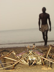 Lobster Hummer Languste Food Beach Sierra Leone West Africa