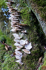 Lichens on the Rocks