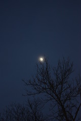 Foggy Moonlight ~ 5/365 ~ 2012