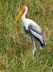 Painted Stork • <a style="font-size:0.8em;" href="http://www.flickr.com/photos/71979580@N08/6719338455/" target="_blank">View on Flickr</a>