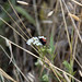 Ladybug • <a style="font-size:0.8em;" href="http://www.flickr.com/photos/72440139@N06/6827719593/" target="_blank">View on Flickr</a>