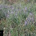 Mentha pulegium L., Lamiaceae • <a style="font-size:0.8em;" href="http://www.flickr.com/photos/62152544@N00/6596756031/" target="_blank">View on Flickr</a>