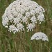 Daucus carota L., Apiaceae • <a style="font-size:0.8em;" href="http://www.flickr.com/photos/62152544@N00/6597481645/" target="_blank">View on Flickr</a>